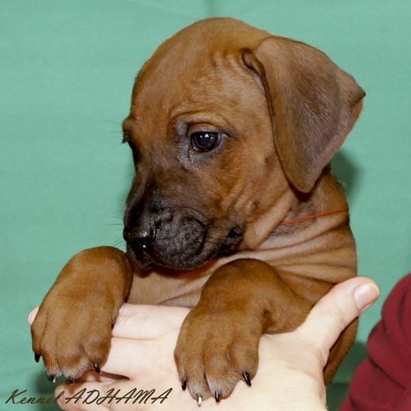 PUPPY ORANGE GIRLp