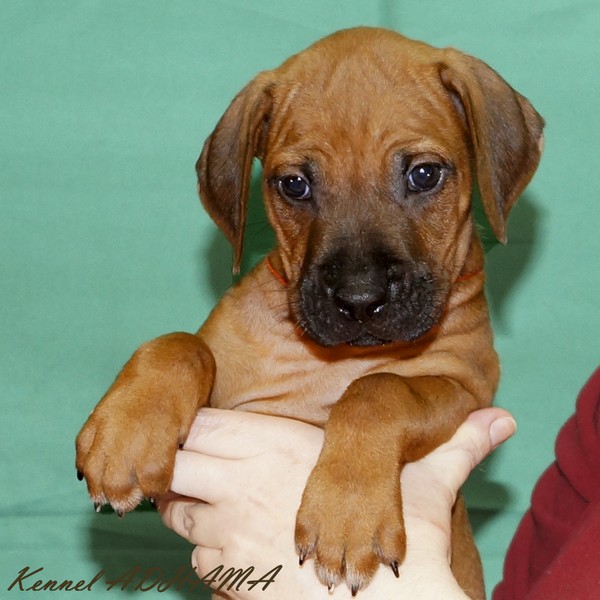 PUPPY ORANGE GIRLp2