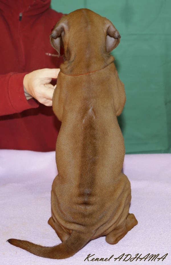 PUPPY ORANGE GIRLrg
