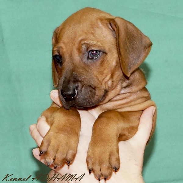 PUPPY PURPLE GIRLp