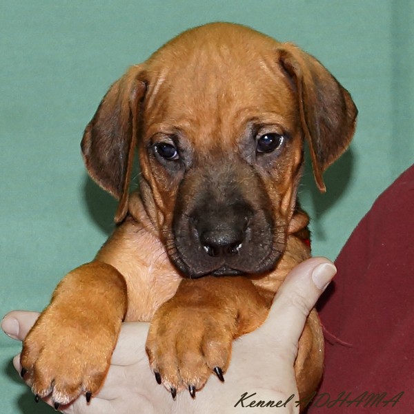 PUPPY RED BOYp