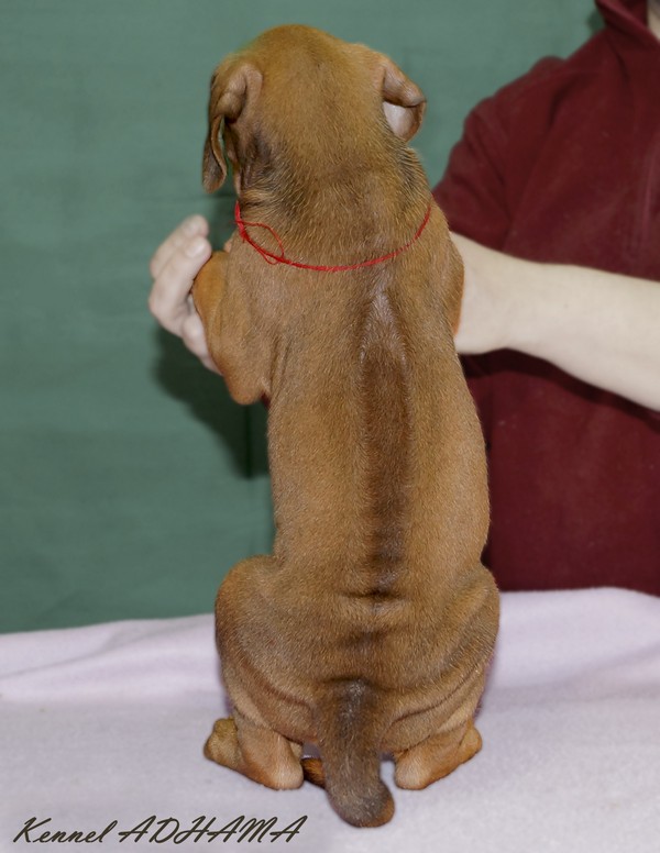 PUPPY RED BOYrg