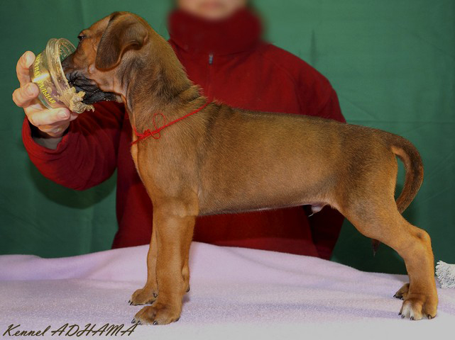 PUPPY RED BOYst