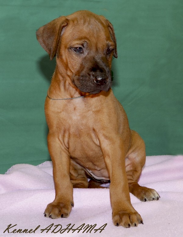 PUPPY TURQUOISE GIRL2
