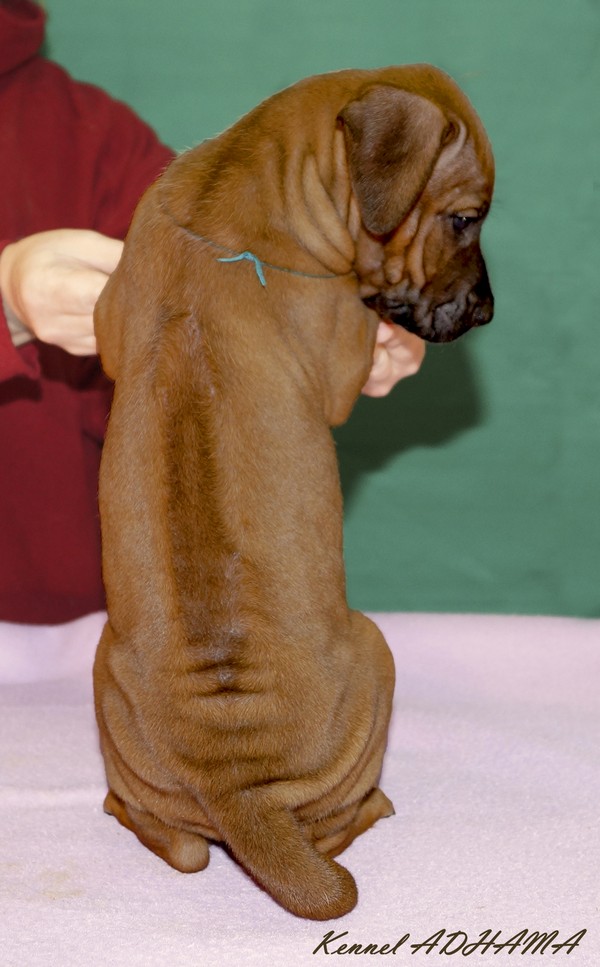 PUPPY TURQUOISE GIRL3