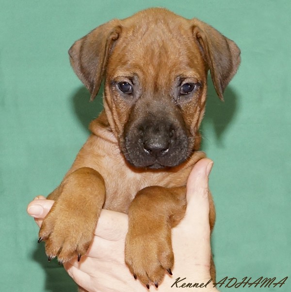 PUPPY TURQUOISE GIRLp