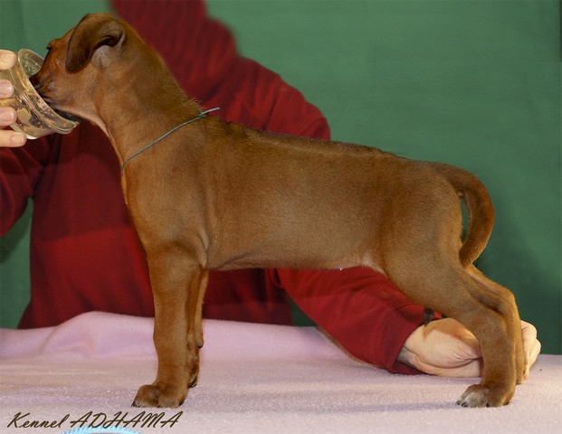 PUPPY TURQUOISE GIRLst