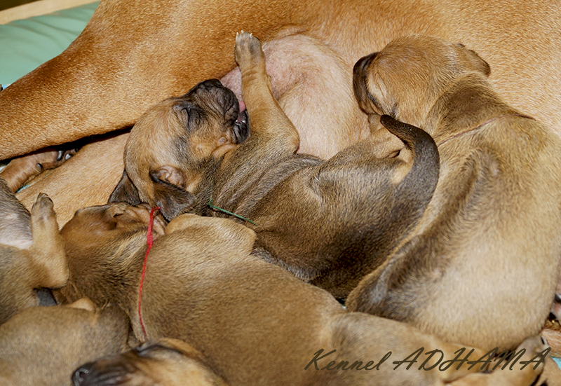 Puppies1