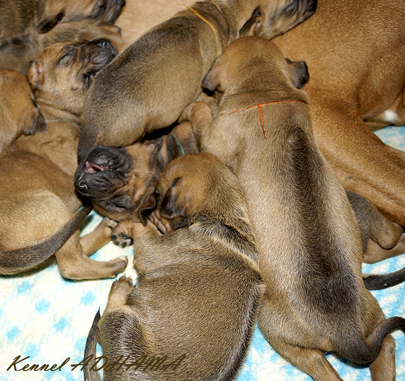 Puppies Ridgeback