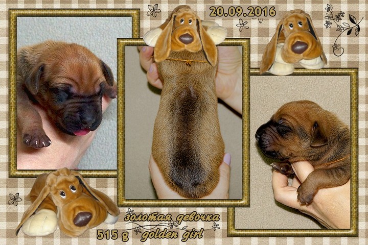 Puppy Golden Girl