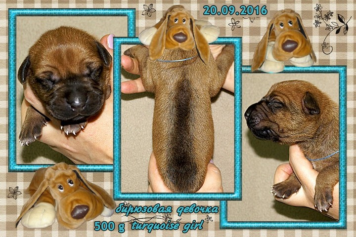 Puppy Turquoise Girl