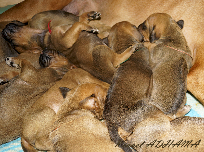 Rhodesian Ridgeback