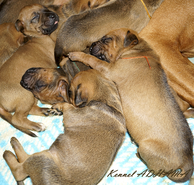 Rhodesian Ridgeback Puppy