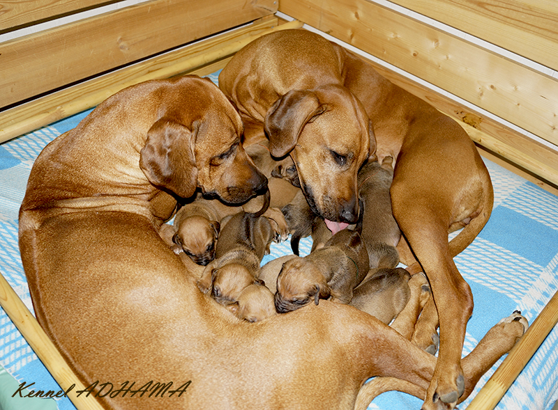SANA GEBA Puppies1