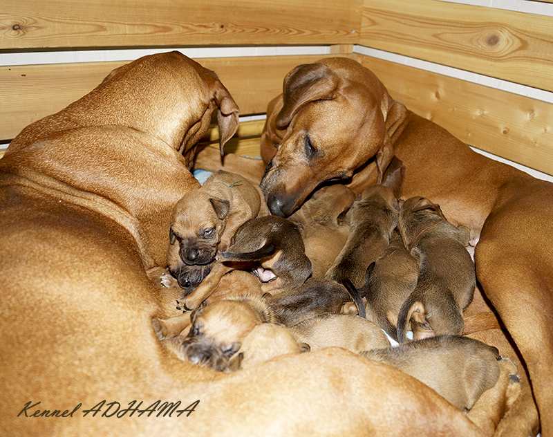 SANA GEBA Puppies2