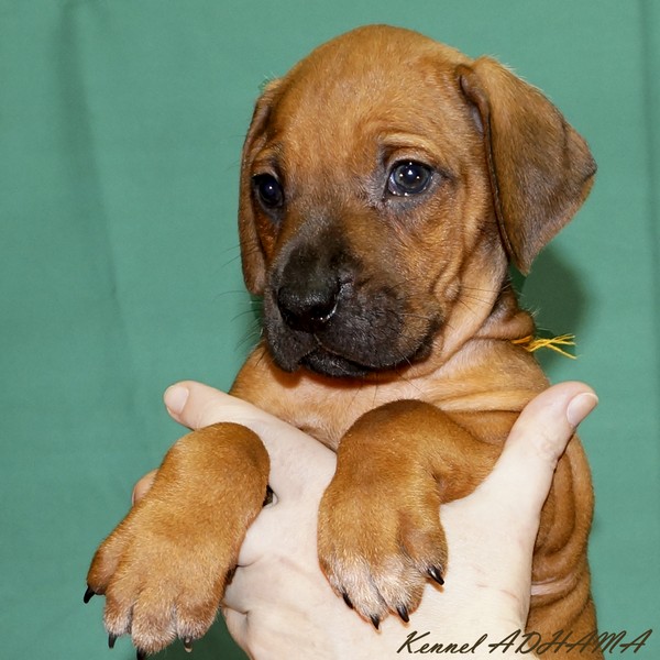 YELLOW PUPPY GIRLp