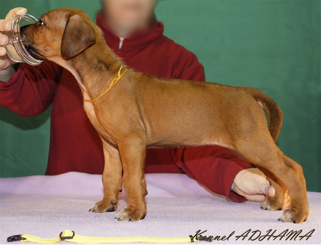 YELLOW PUPPY GIRLst