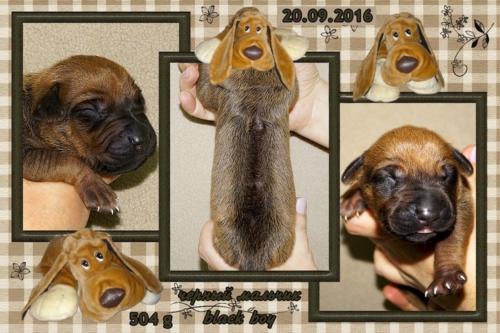 Puppy Black Boy