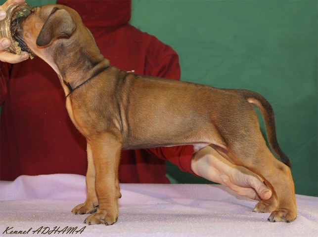 Puppy Black Boyst