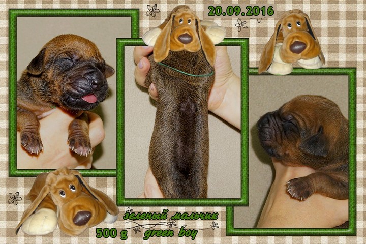 Puppy Green Boy