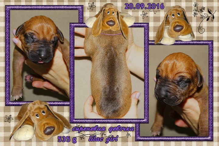 Puppy Purple Girl
