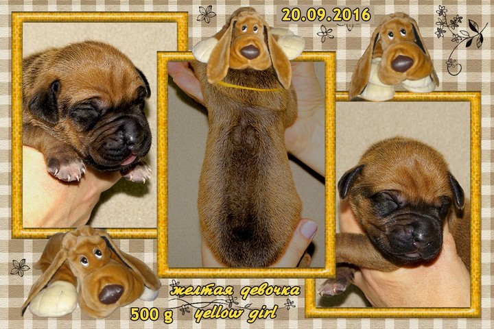 Yellow Puppy Girl