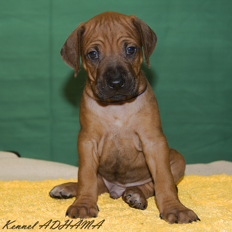 blue puppy boy