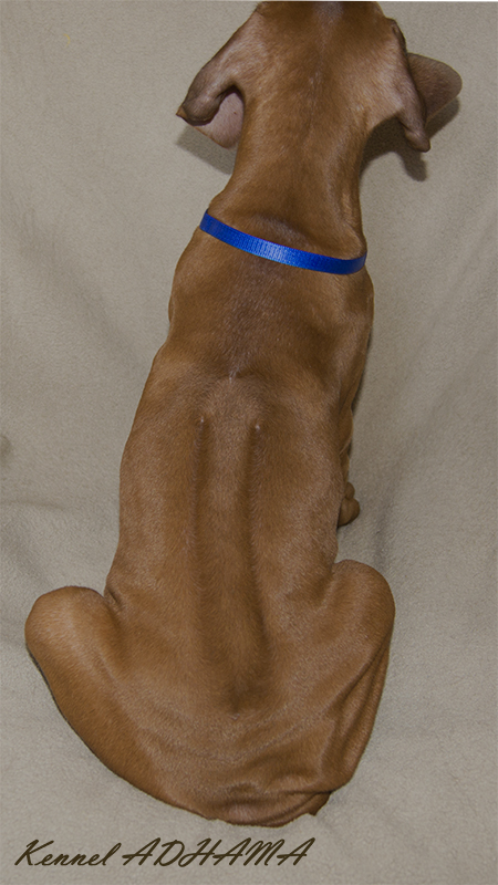 blue boy