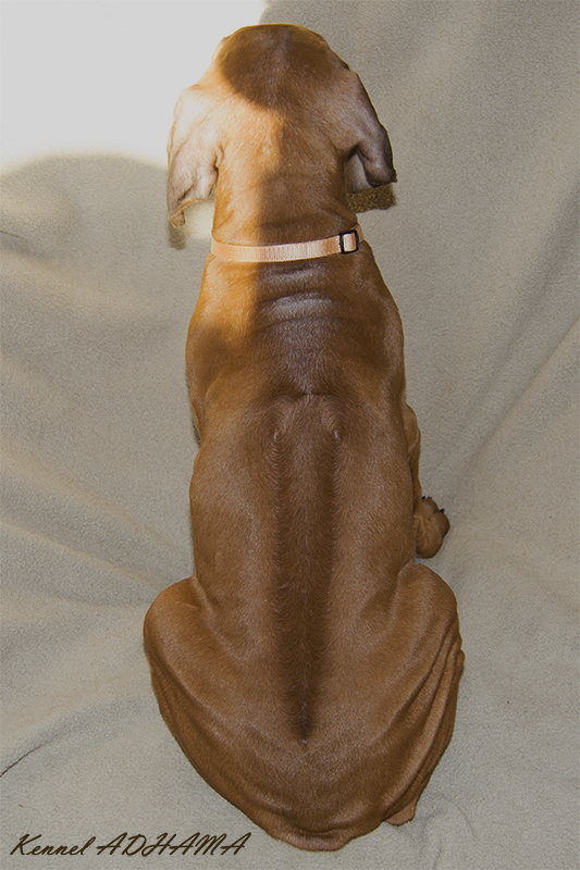 golden boy