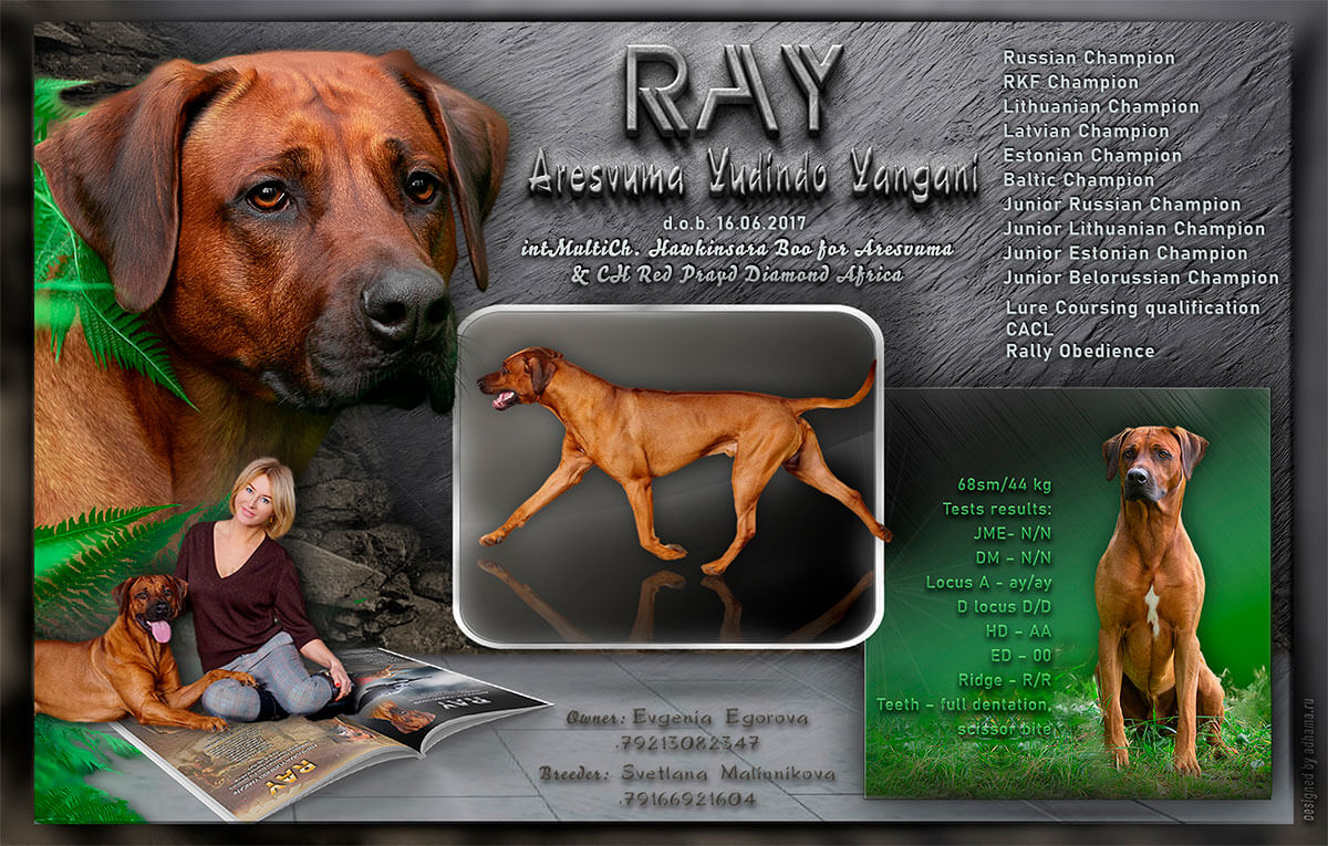 RAY