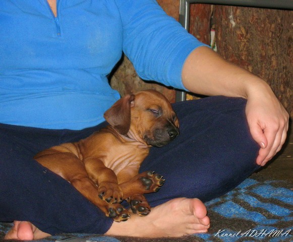 SIMBA1day